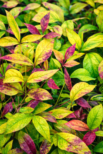 Нандіна домашня Файр Пауер|Nandina domestica ’Firepower’|Нандина домашняя Файр Пауэр